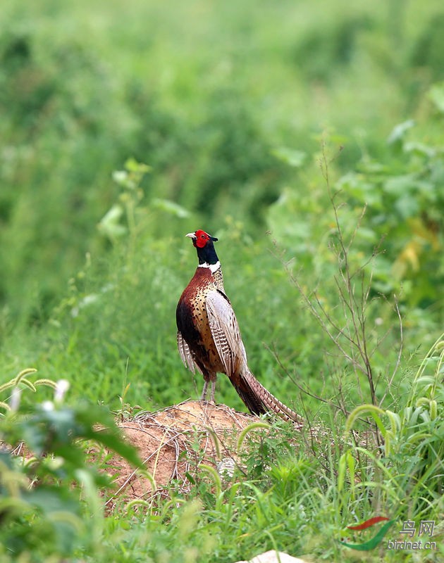 山鸡的美姿