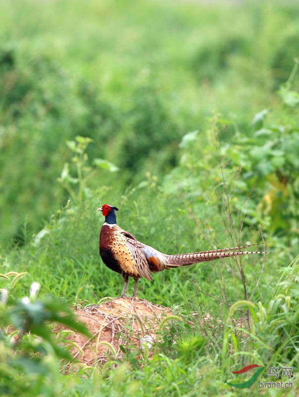 山鸡的美姿