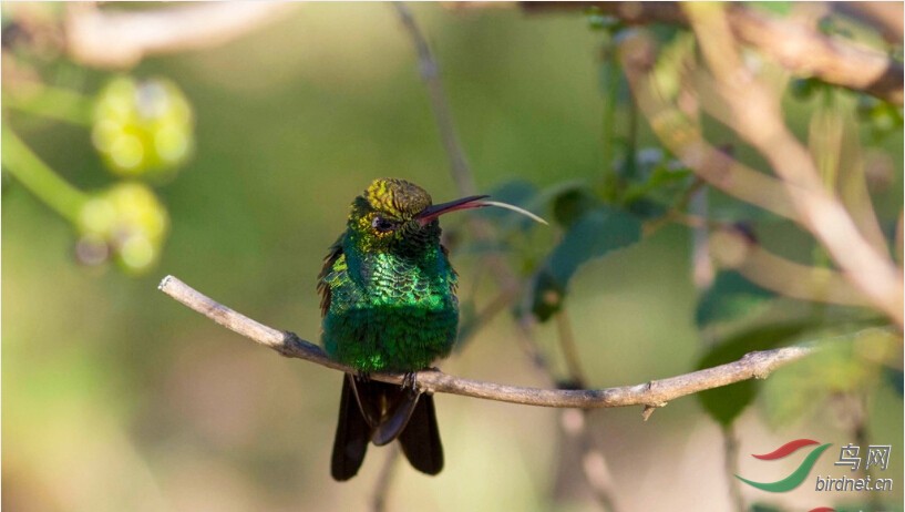 Cuban Emerald�Űʹ����