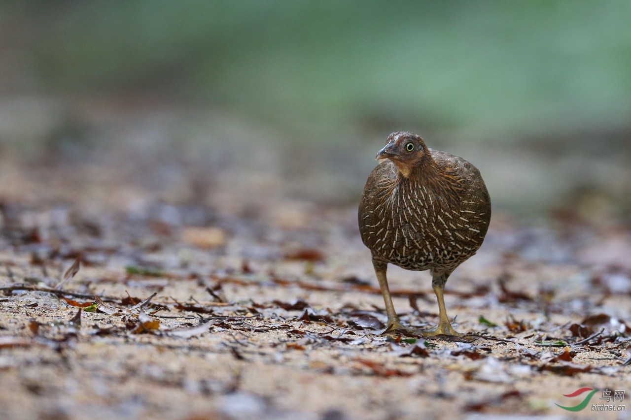 斯里兰卡蓝喉原鸡祝贺新年!