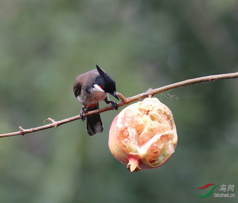 红耳鹎吃石榴
