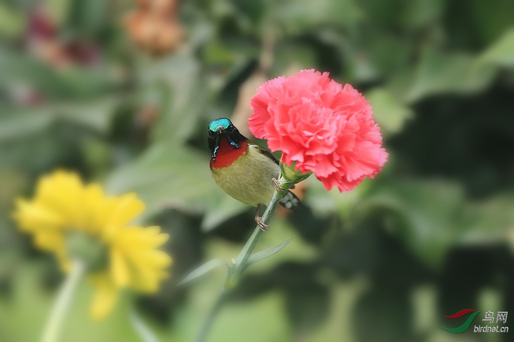送给师友鲜花一朵