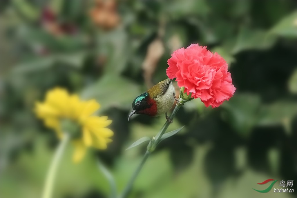 送给师友鲜花一朵