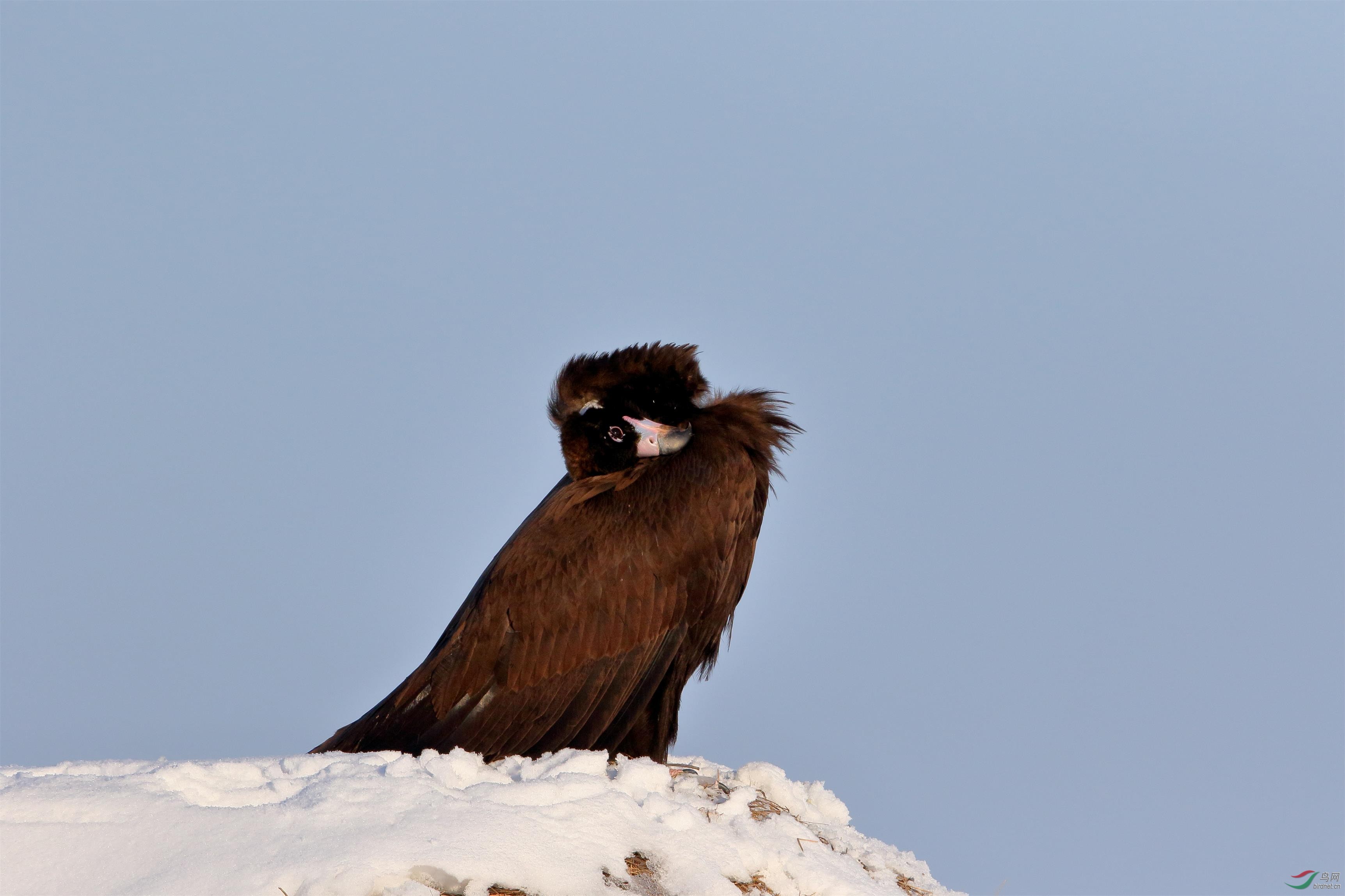 首次在北方拍到野生秃鹫