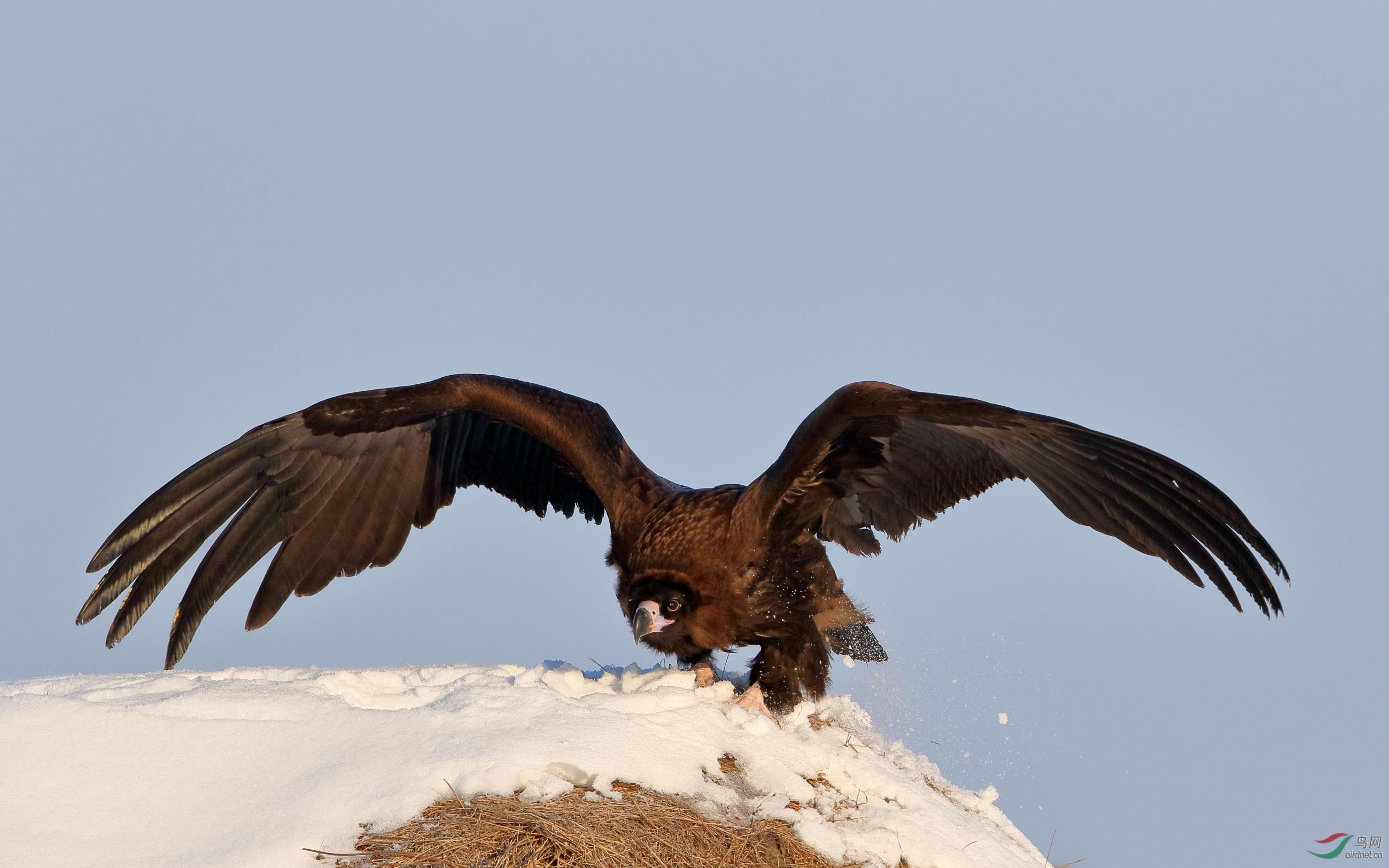 首次在北方拍到野生秃鹫