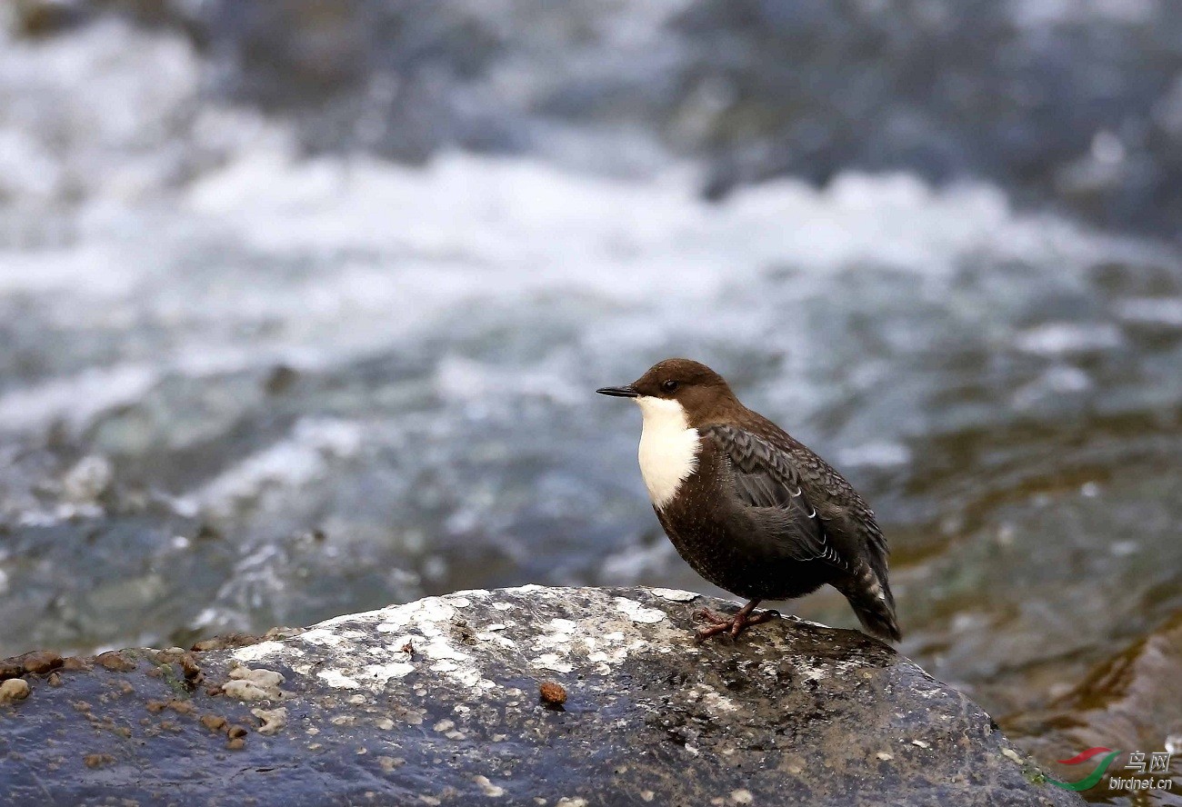甲根坝拍鸟之河乌