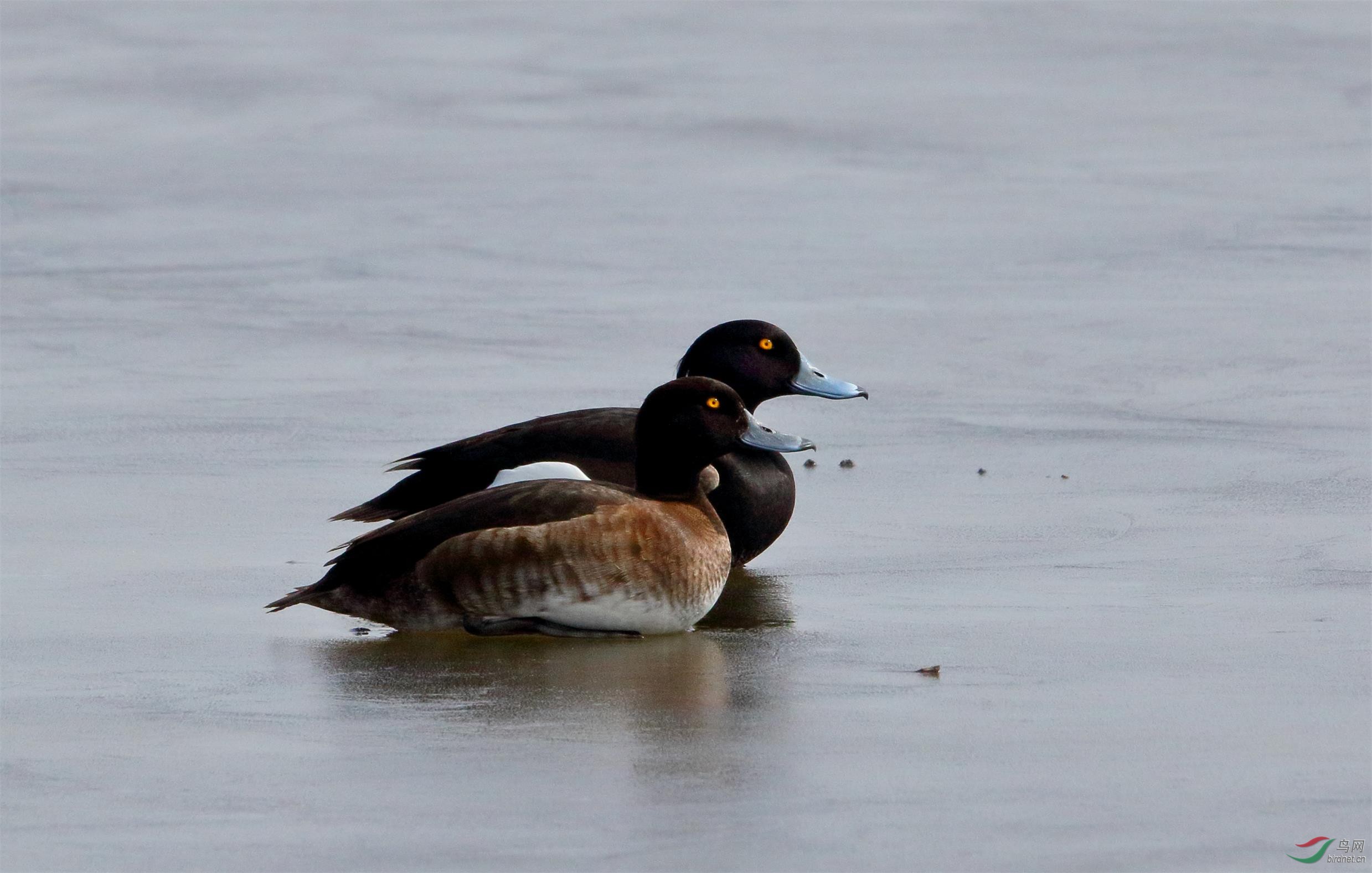 冰面上的风头潜鸭
