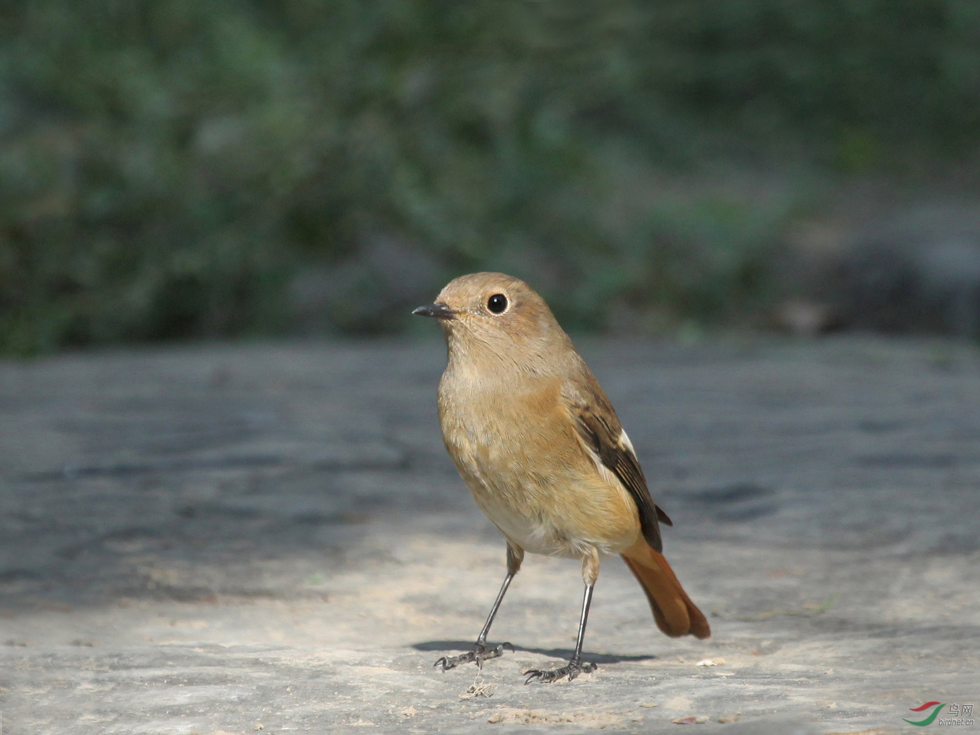 林鸟北红尾鸲雌奥森