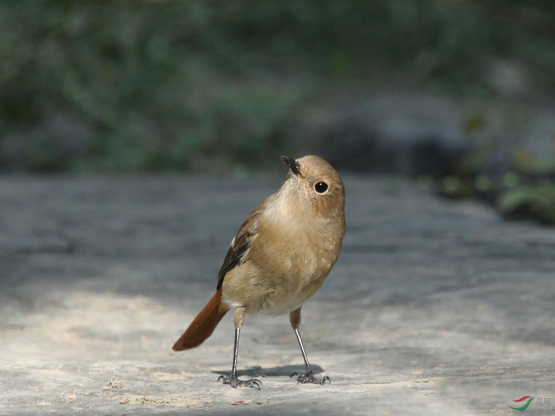 林鸟北红尾鸲雌奥森