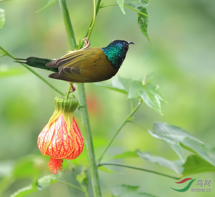 太阳鸟 摇铃花