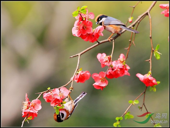 花鸟图—红头长尾山雀.