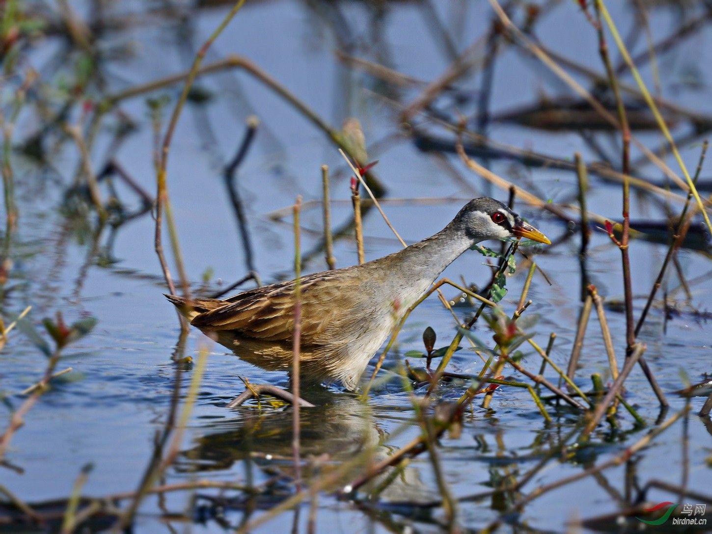 少见的迷鸟-白眉田鸡
