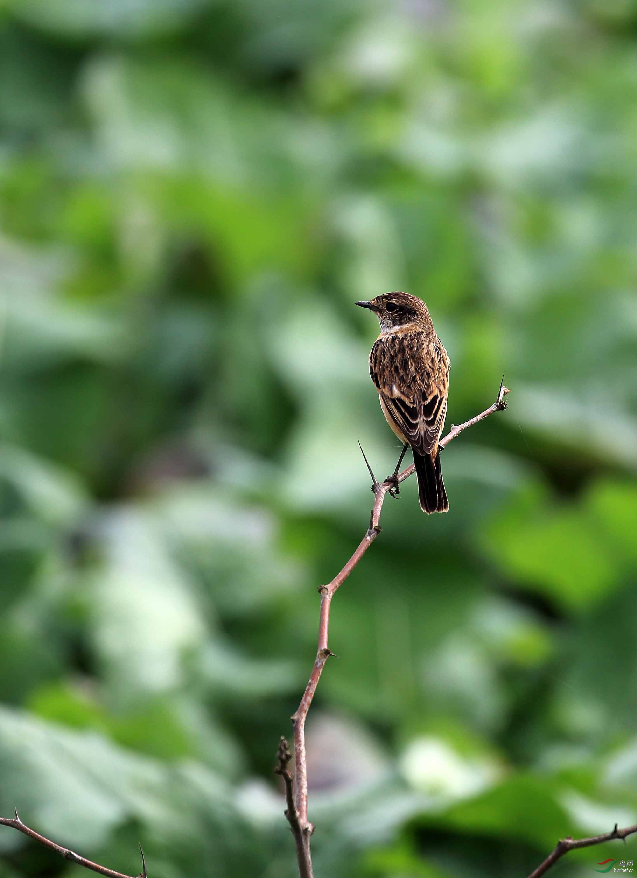 独立枝头的小鹀