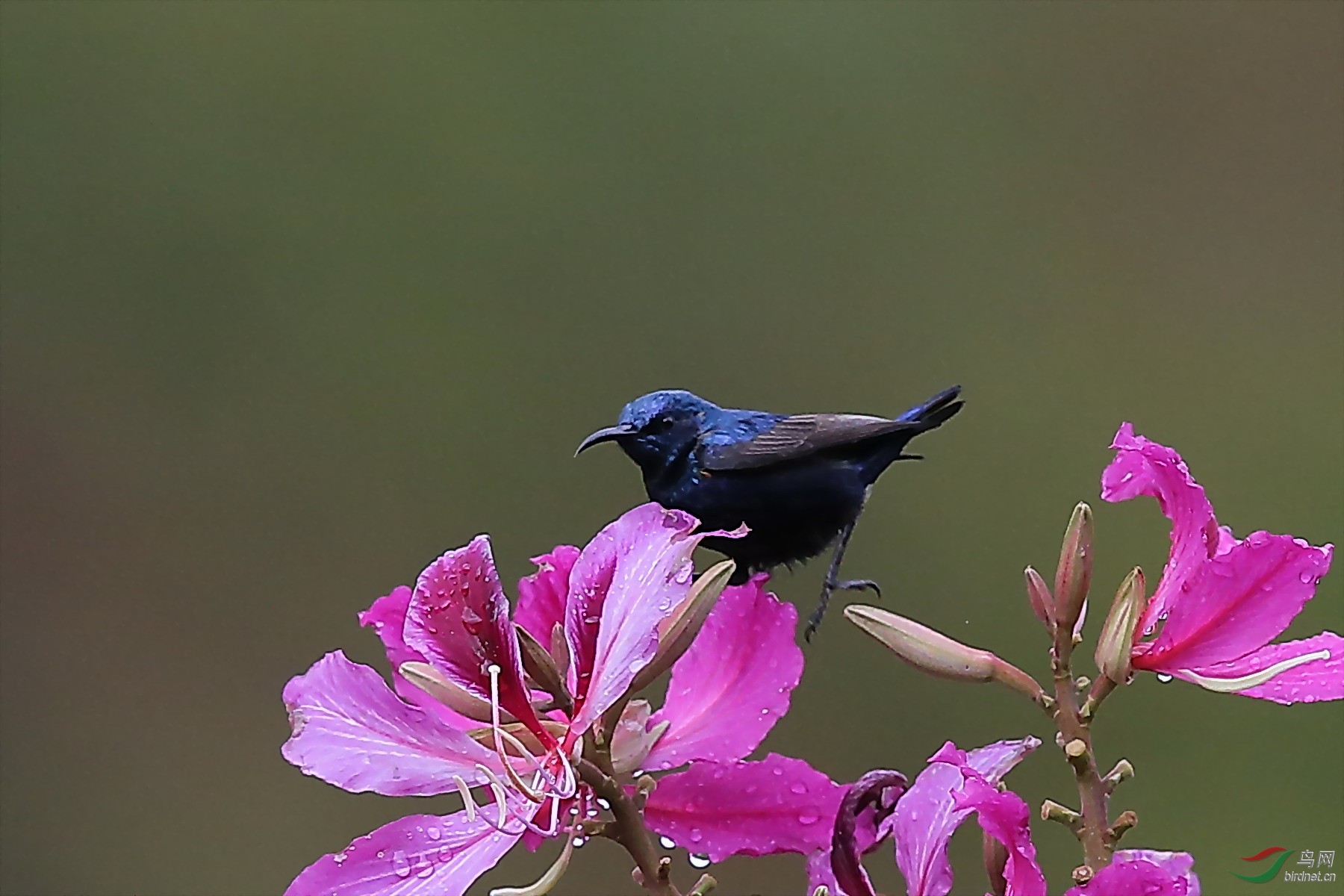 紫花蜜太陽鳥