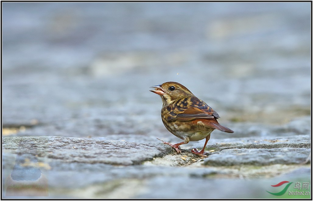台湾行鸟摄记录