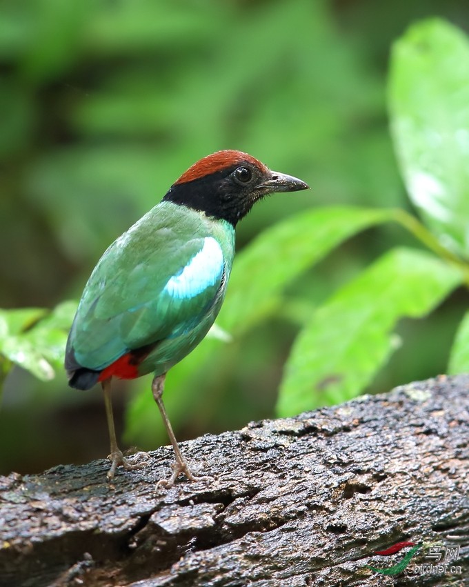 绿胸八色鸫 - 贵州版 guizhou 鸟网