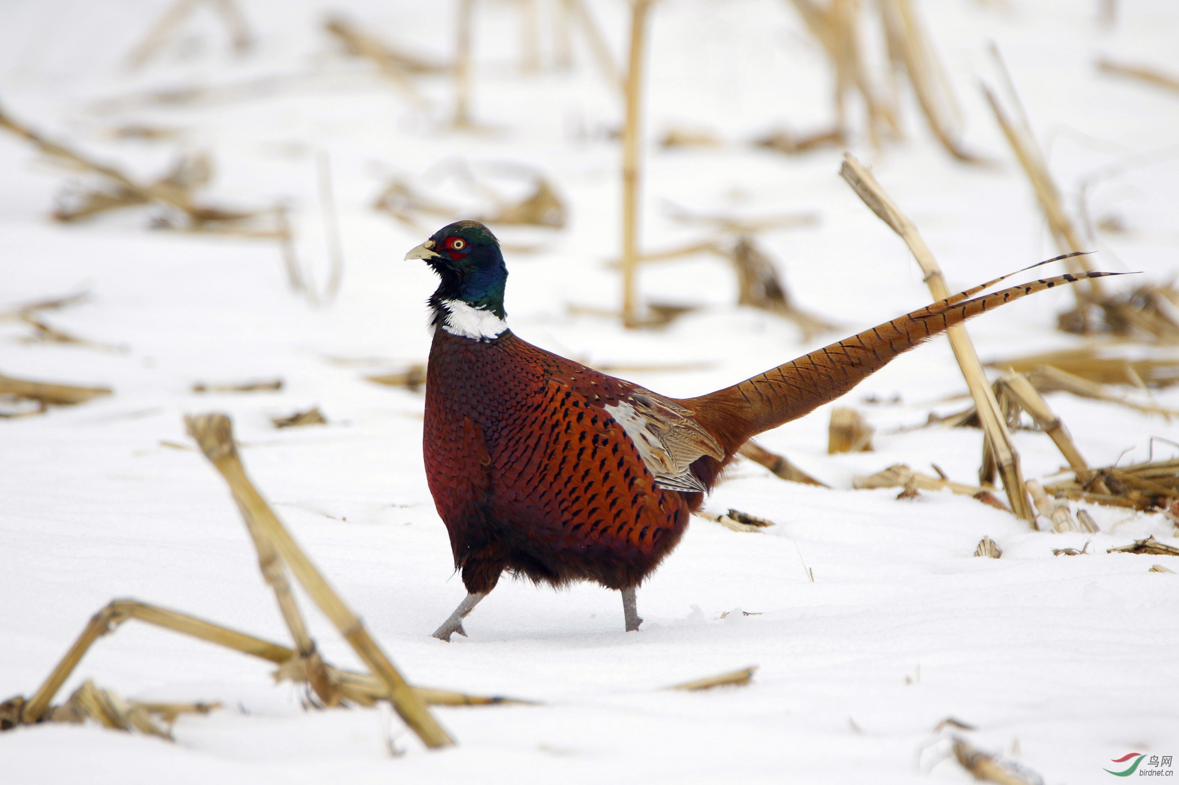 雉鸡潇洒的前进
