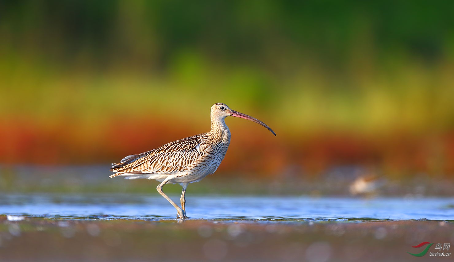 (白腰杓鹬)白腰杓鹬