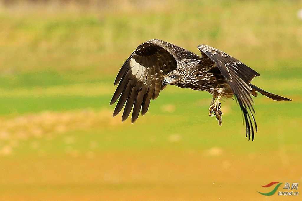 祝贺钟山狼老师
