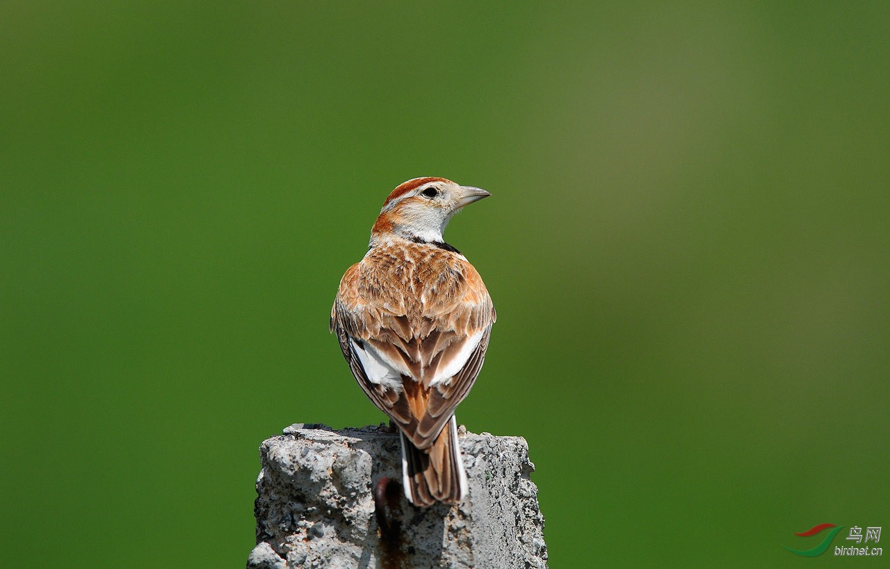 蒙古百灵