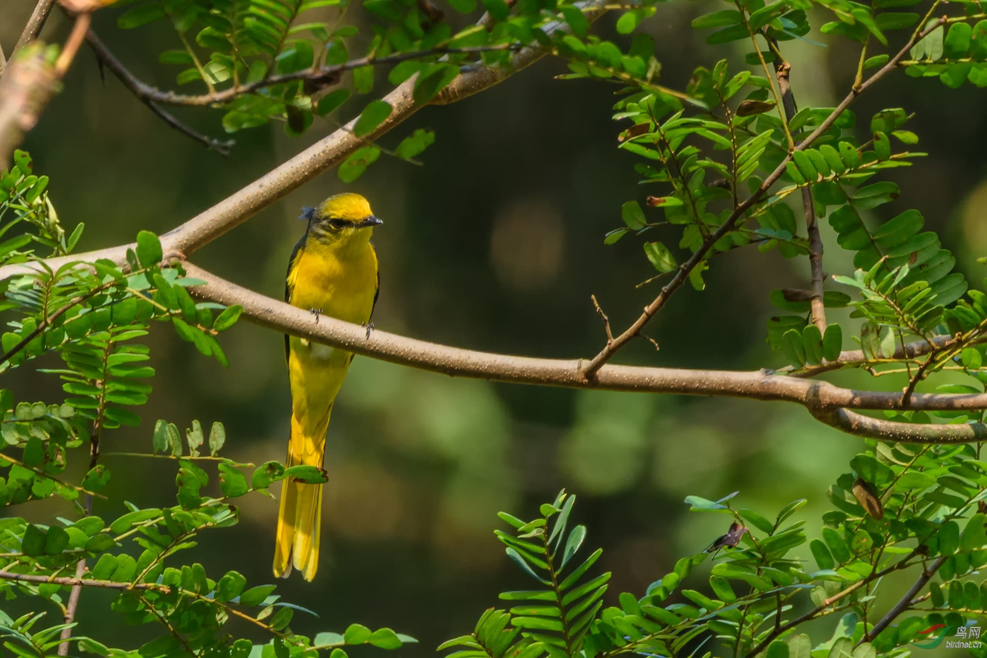 记录红山椒鸟雌