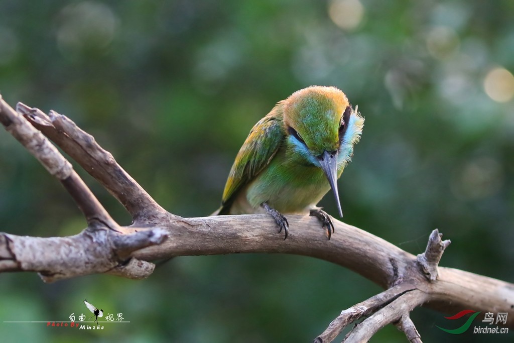 (黑脸琵鹭)江苏版"2015年度个人精品图片大荟萃"(请大家跟帖)