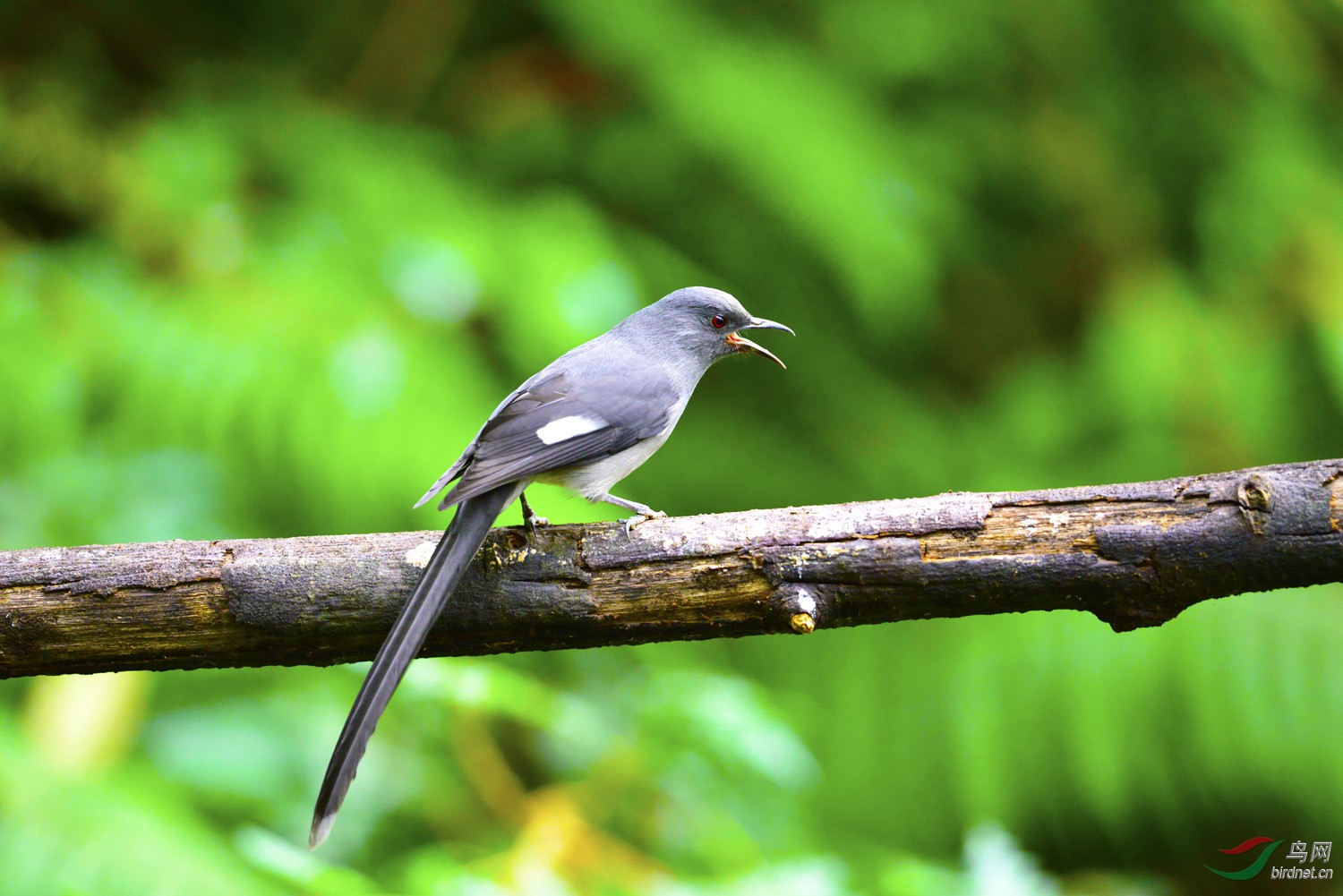 各位老師求鳥名 - 廣東版 guangdong 鳥網