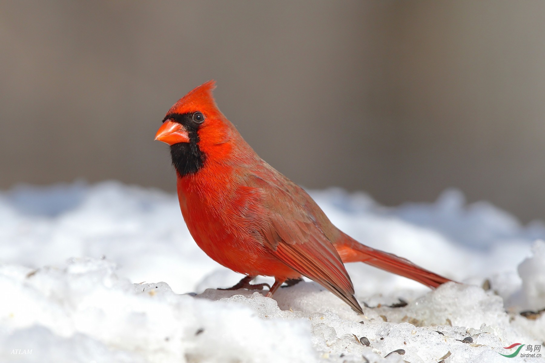 主红雀 雪中紅 北美紅雀 Northern Cardinal