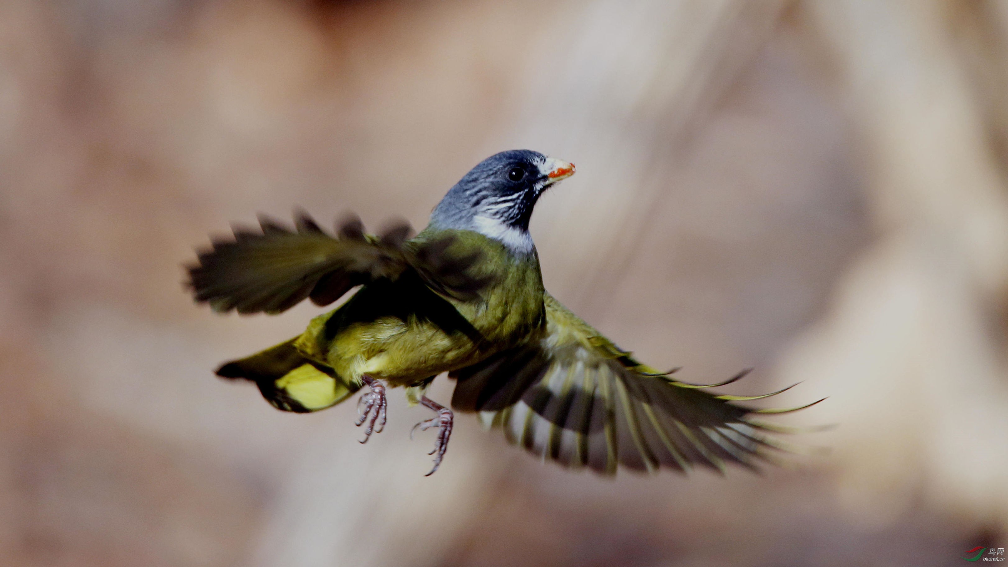 领雀嘴鹎 (1).jpg