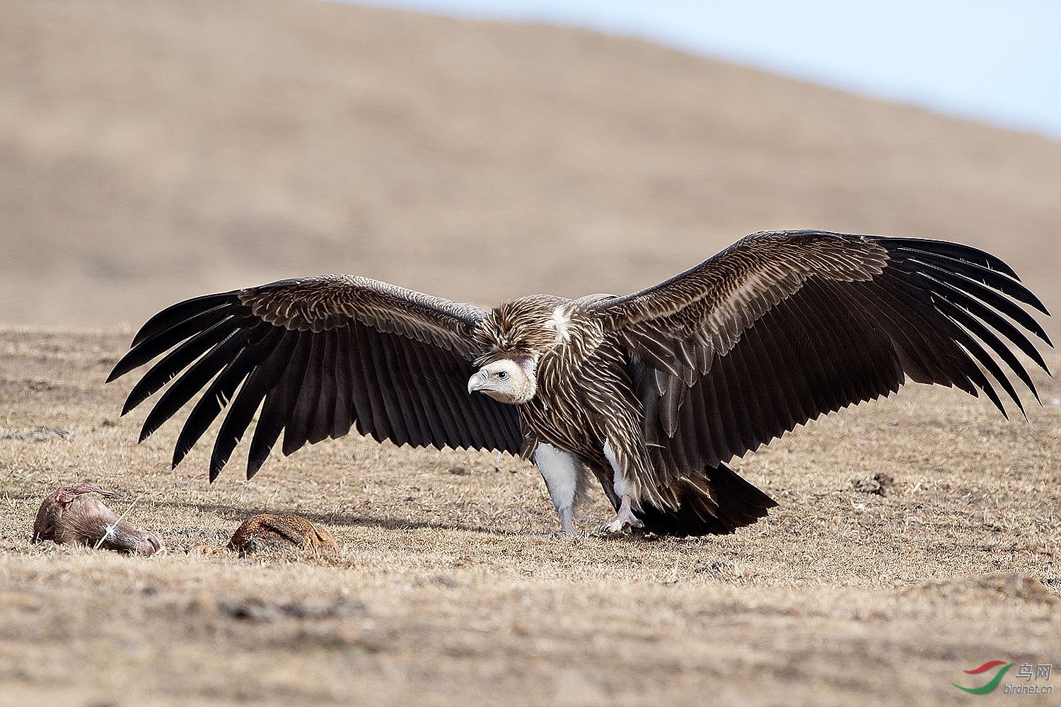 高山兀鹫占食图