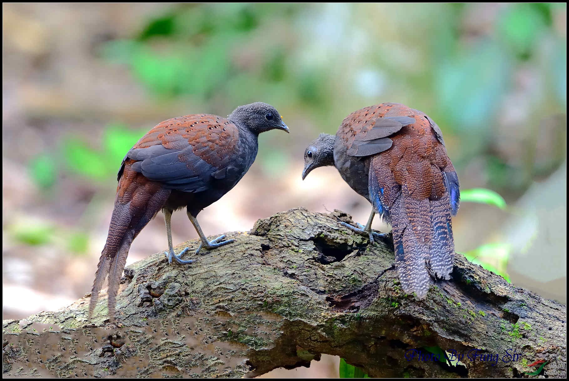 mountainpeacockpheasant铜尾孔雀雉