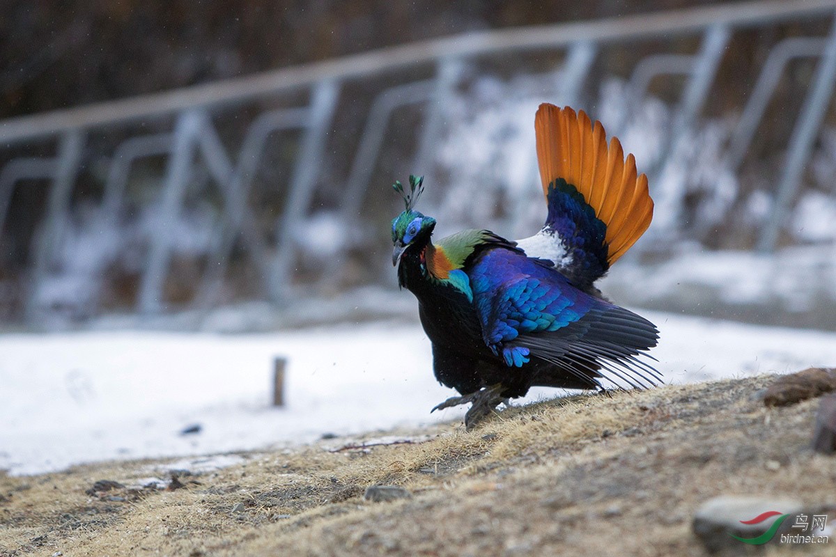 卡久寺拍棕尾虹雉
