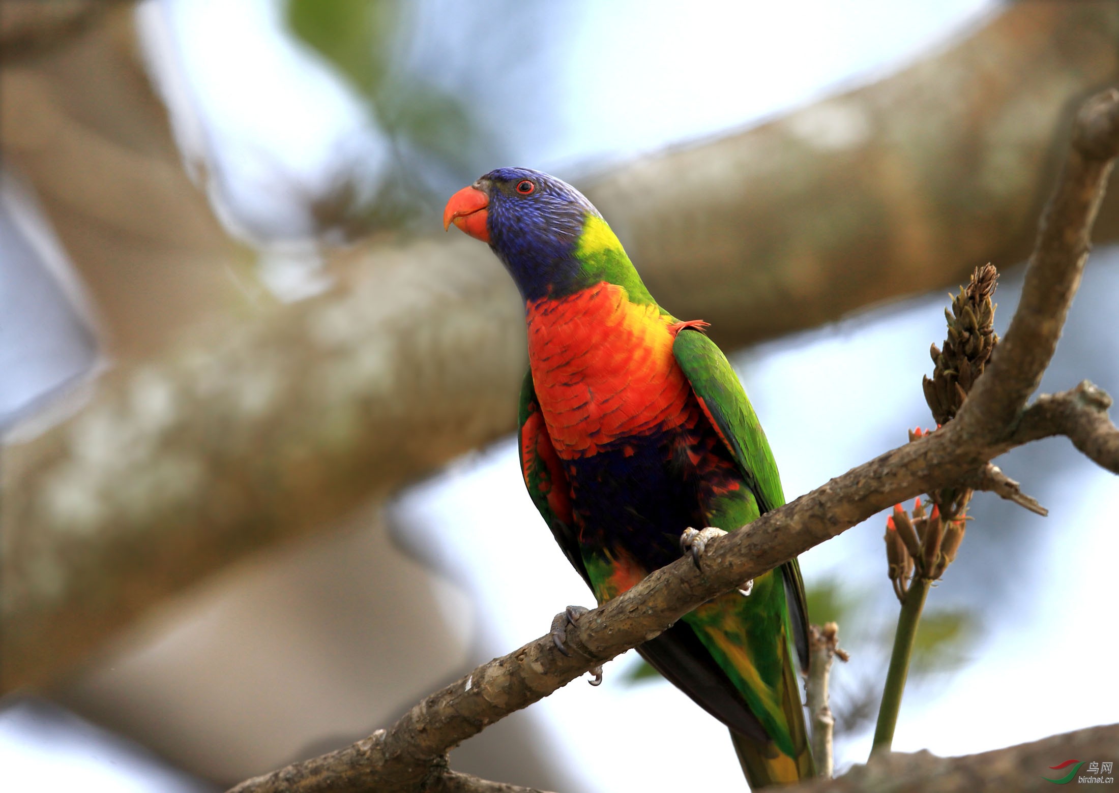 彩虹吸蜜鹦鹉墨尔本