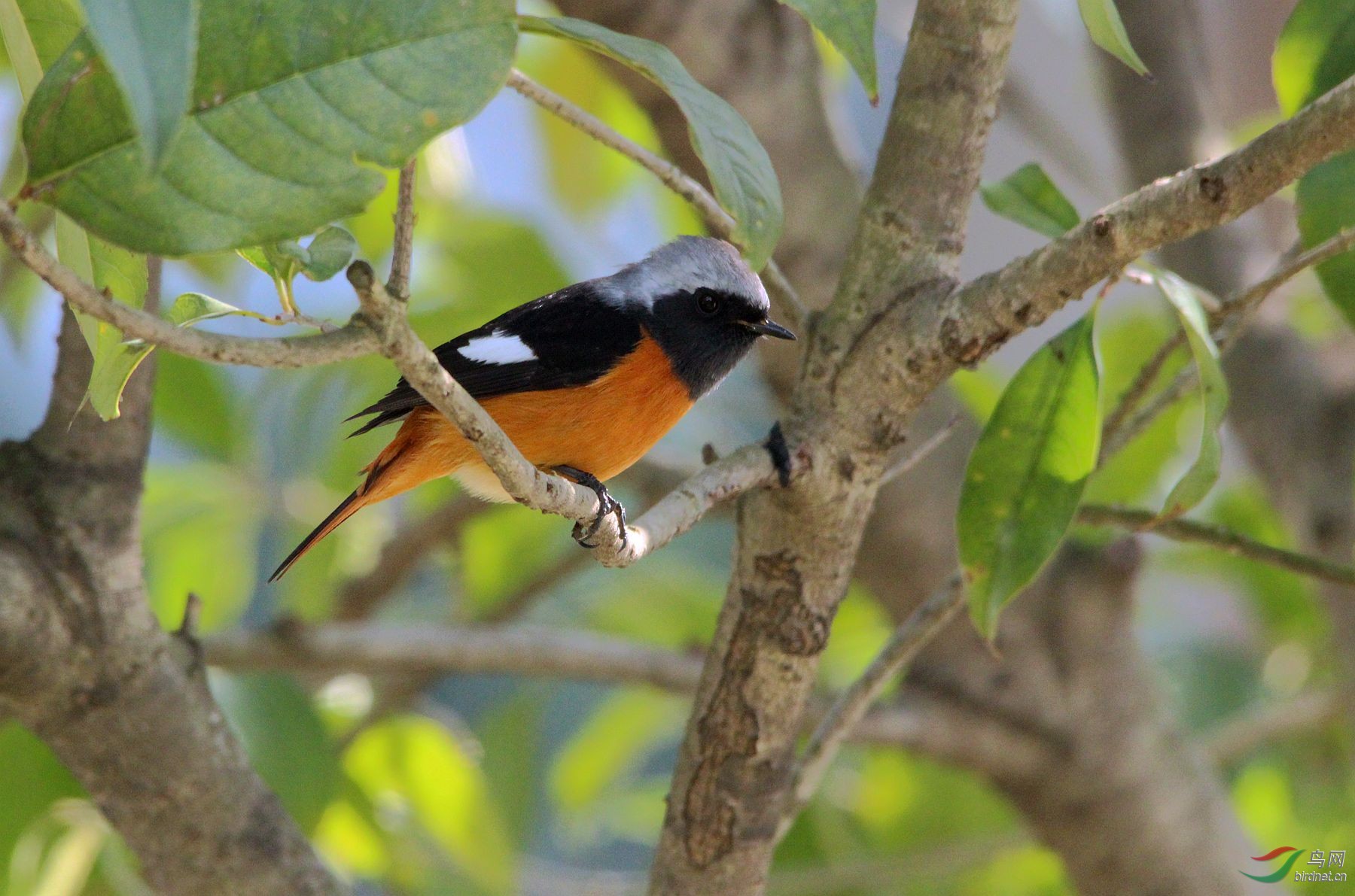 树叶丛中的北红尾鸲