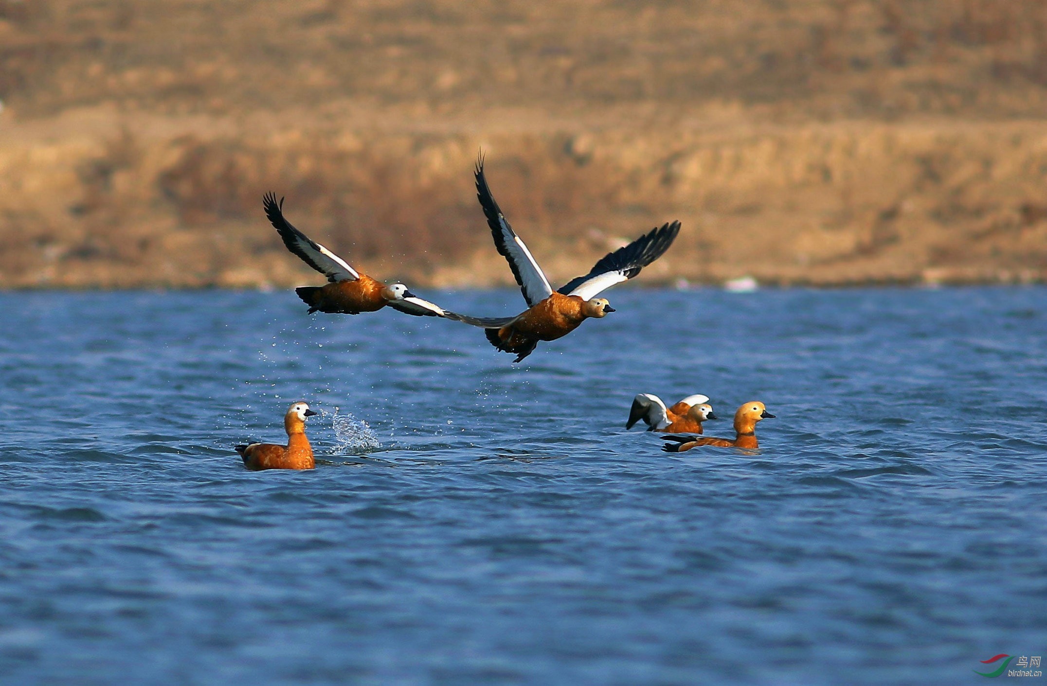 2015辽宁版--"个人精品图片大荟萃" - 第4页 - 辽宁版 liaoning 鸟网