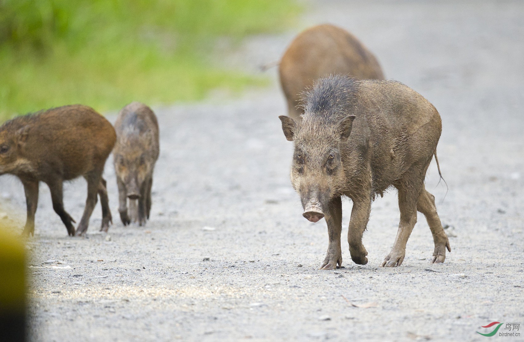 新加坡乌敏岛:山猪(野猪)