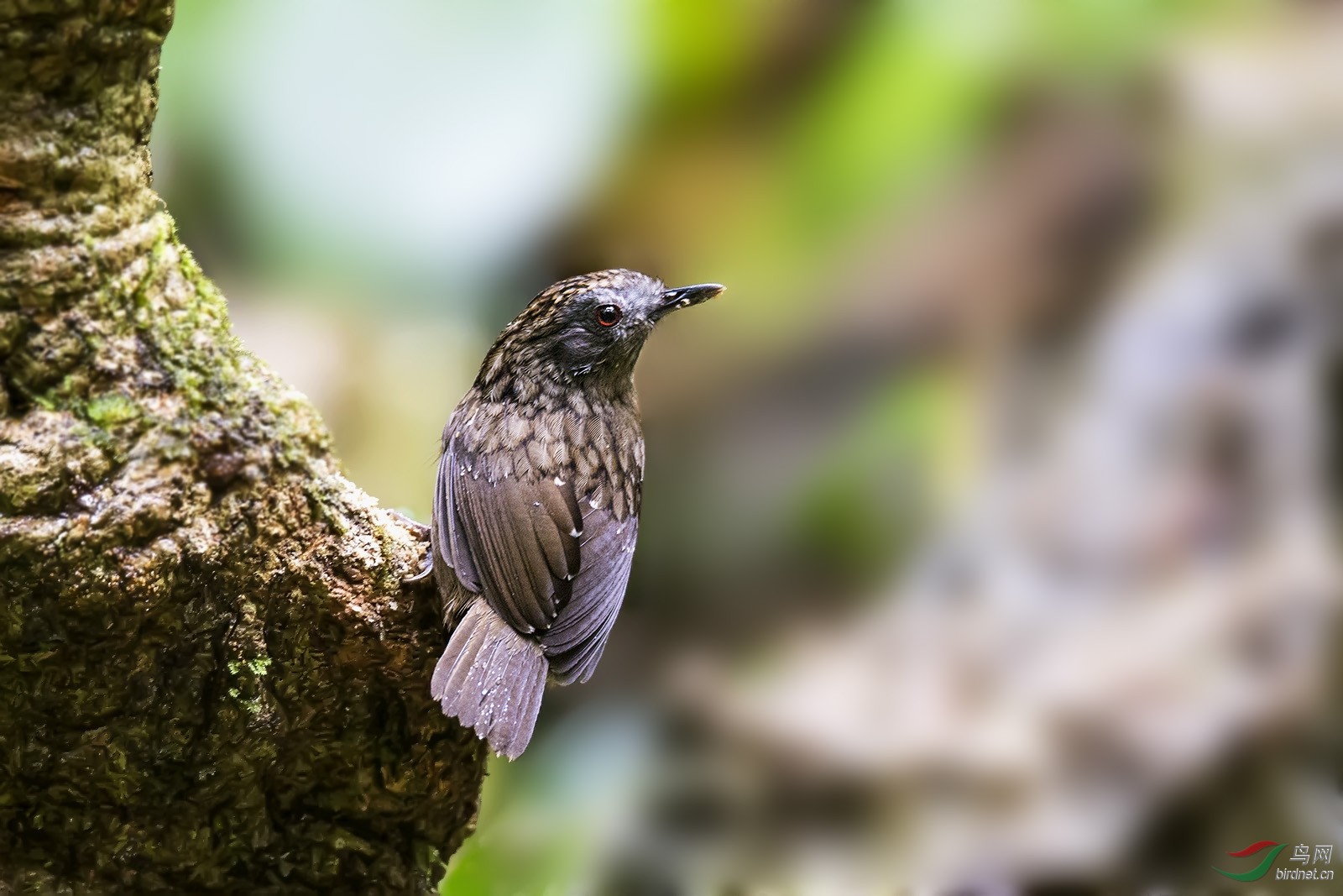 短尾鹪镅 (2).jpg