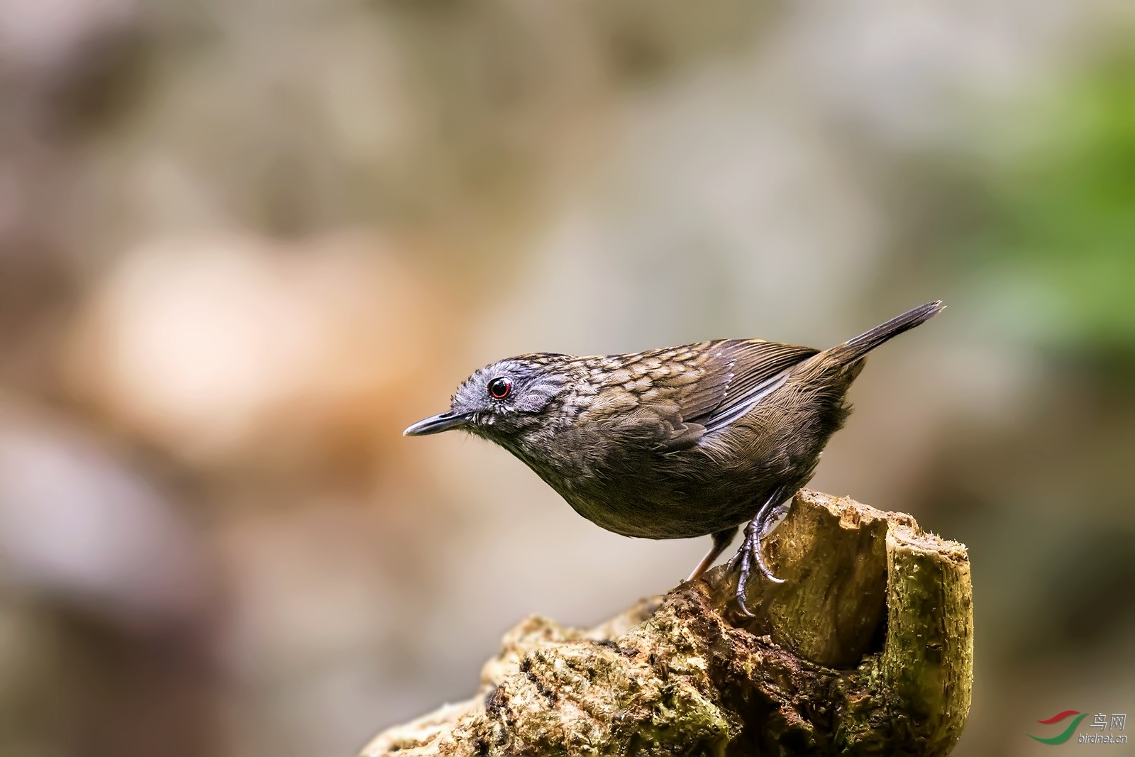 短尾鹪镅 (4).jpg