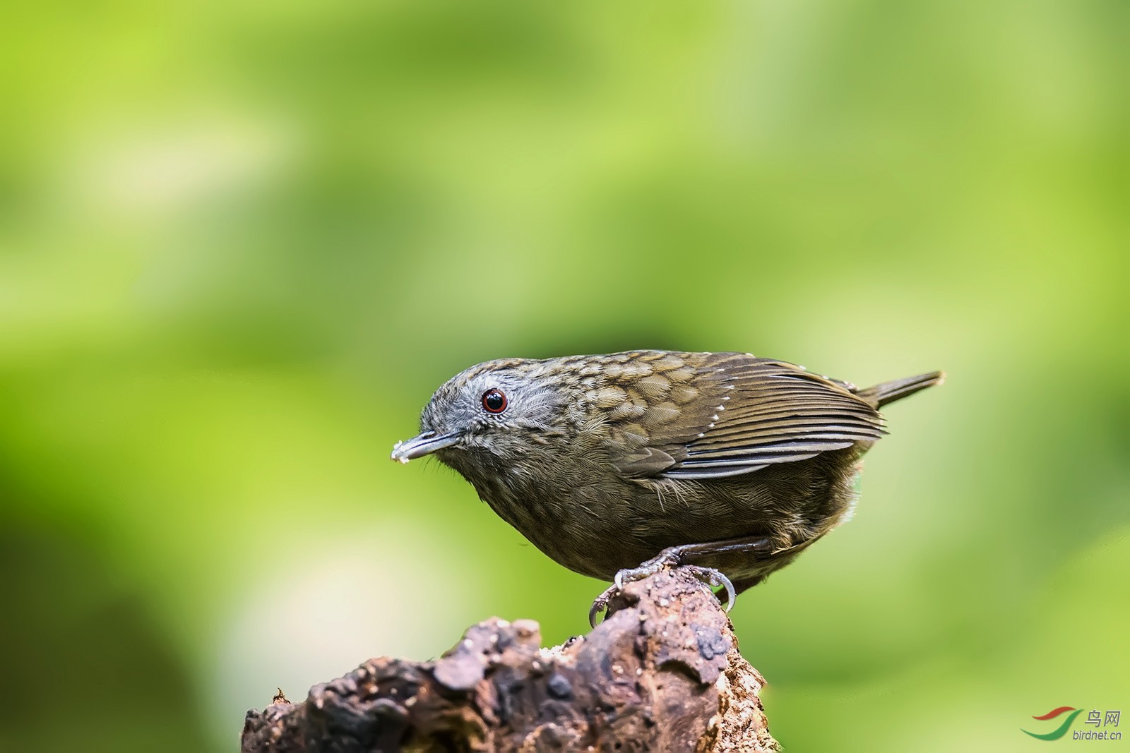 短尾鹪鹛 - 林鸟版 鸟网