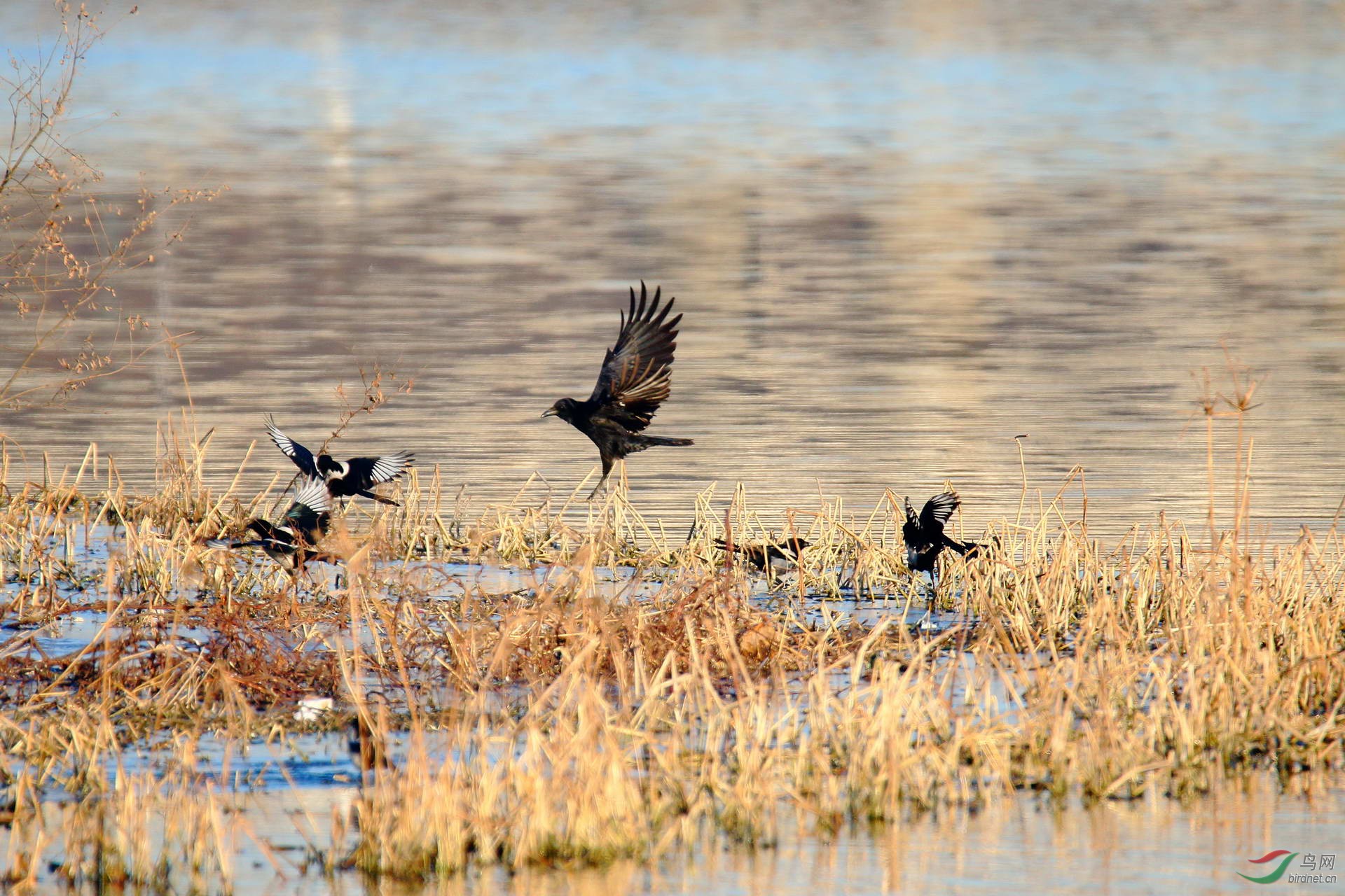 喜鹊怕乌鸦(点击看大图) - 观鸟杂谈 鸟网
