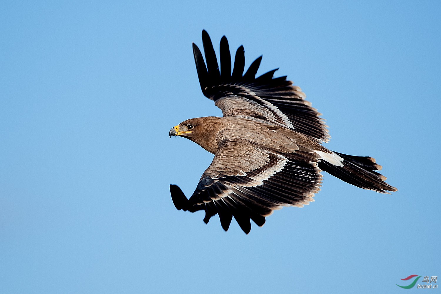 是雄鹰总要高飞贺泉城宛兵老师荣升版主