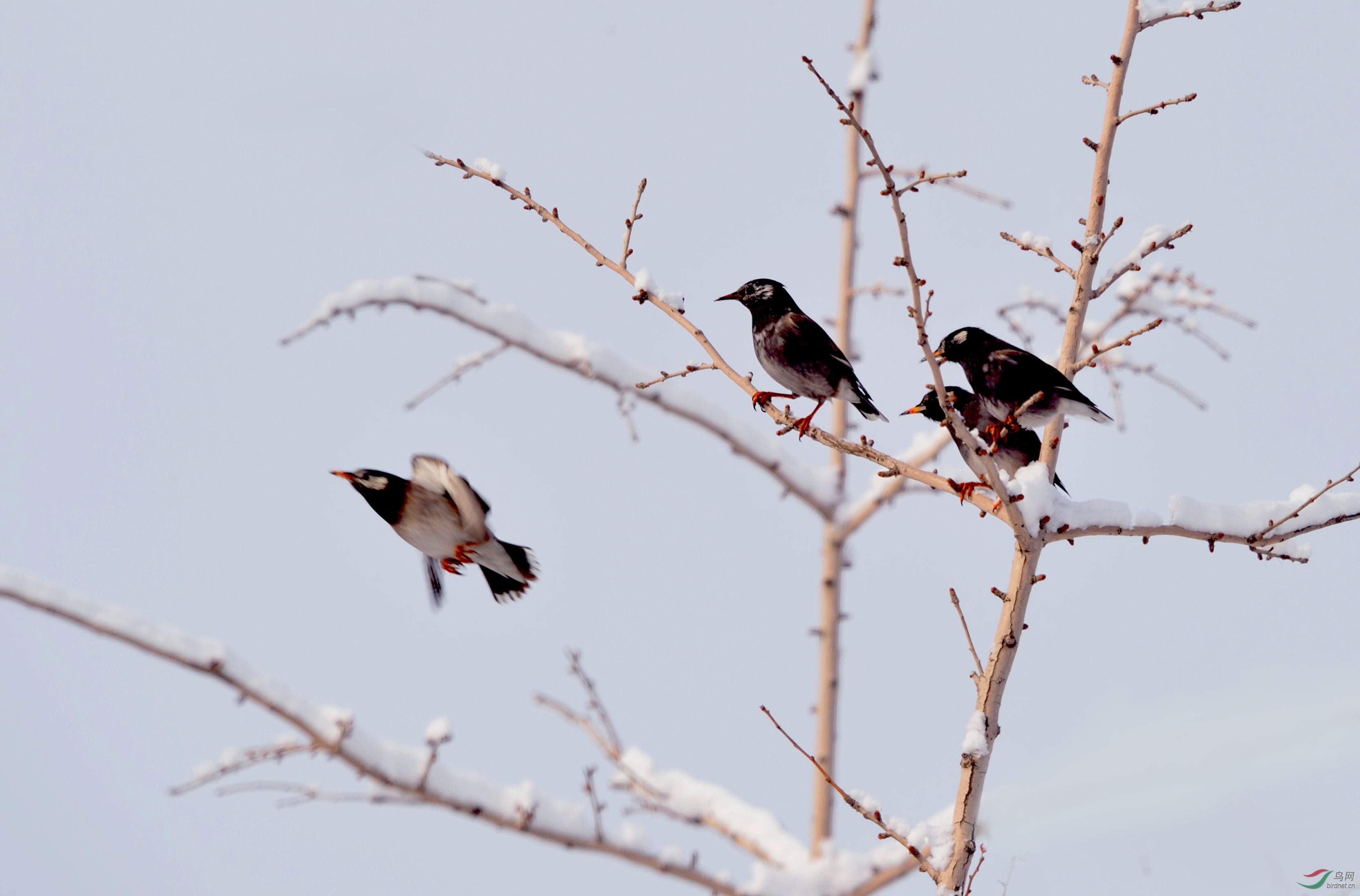 椋鳥雪中情