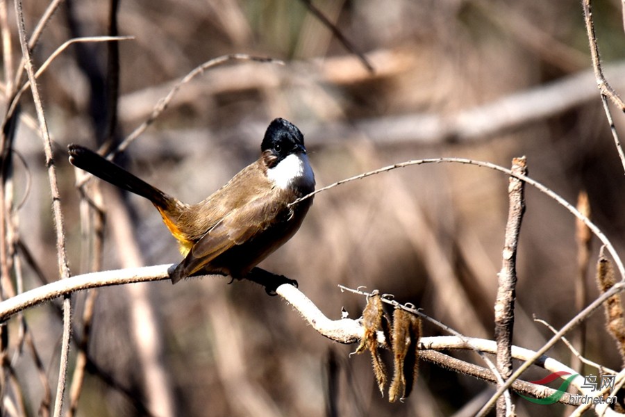 秦岭-黄殿鹎动作萌哒哒