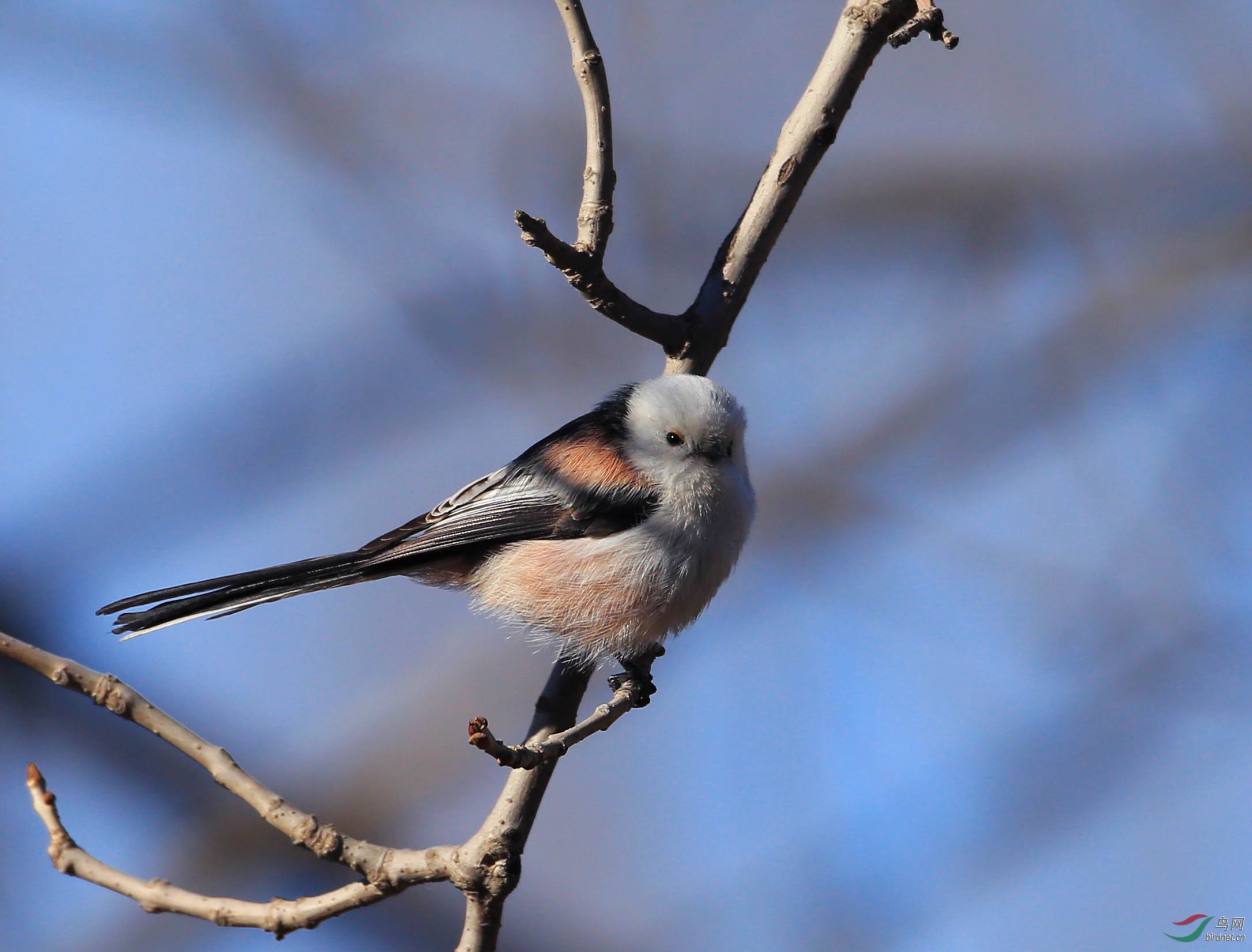 奥森小白头北长尾山雀