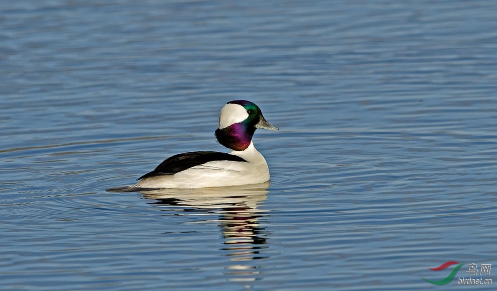 白枕鹊鸭bufflehead戏水