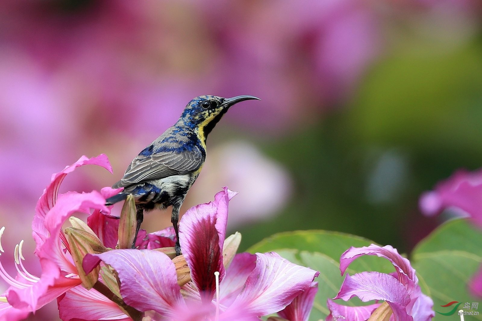 紫色花蜜鸟