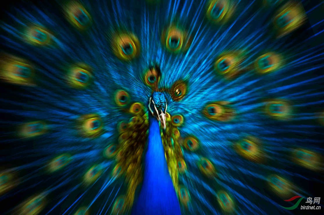 蓝孔雀