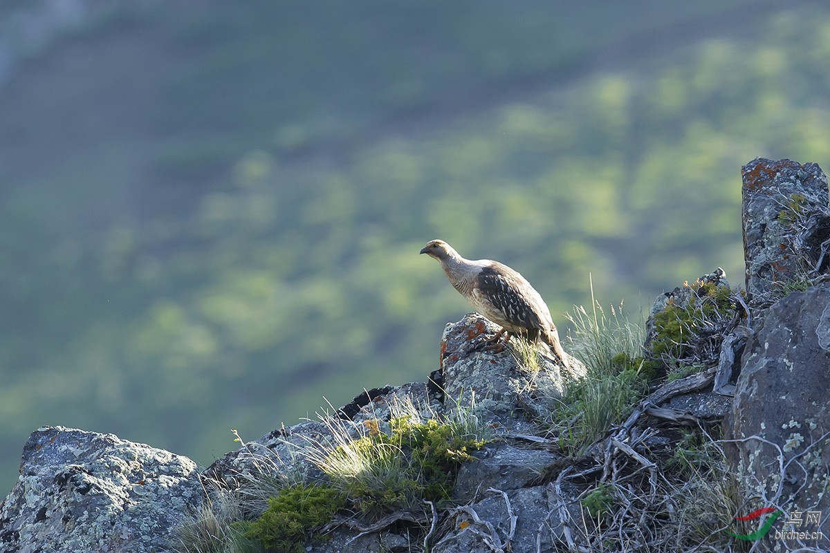 ����̩ѩ��