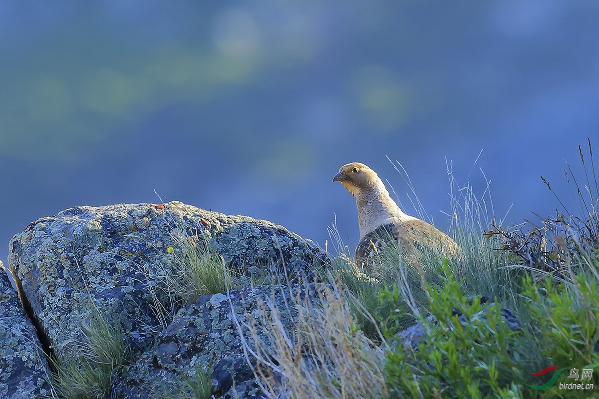 ����̩ѩ��