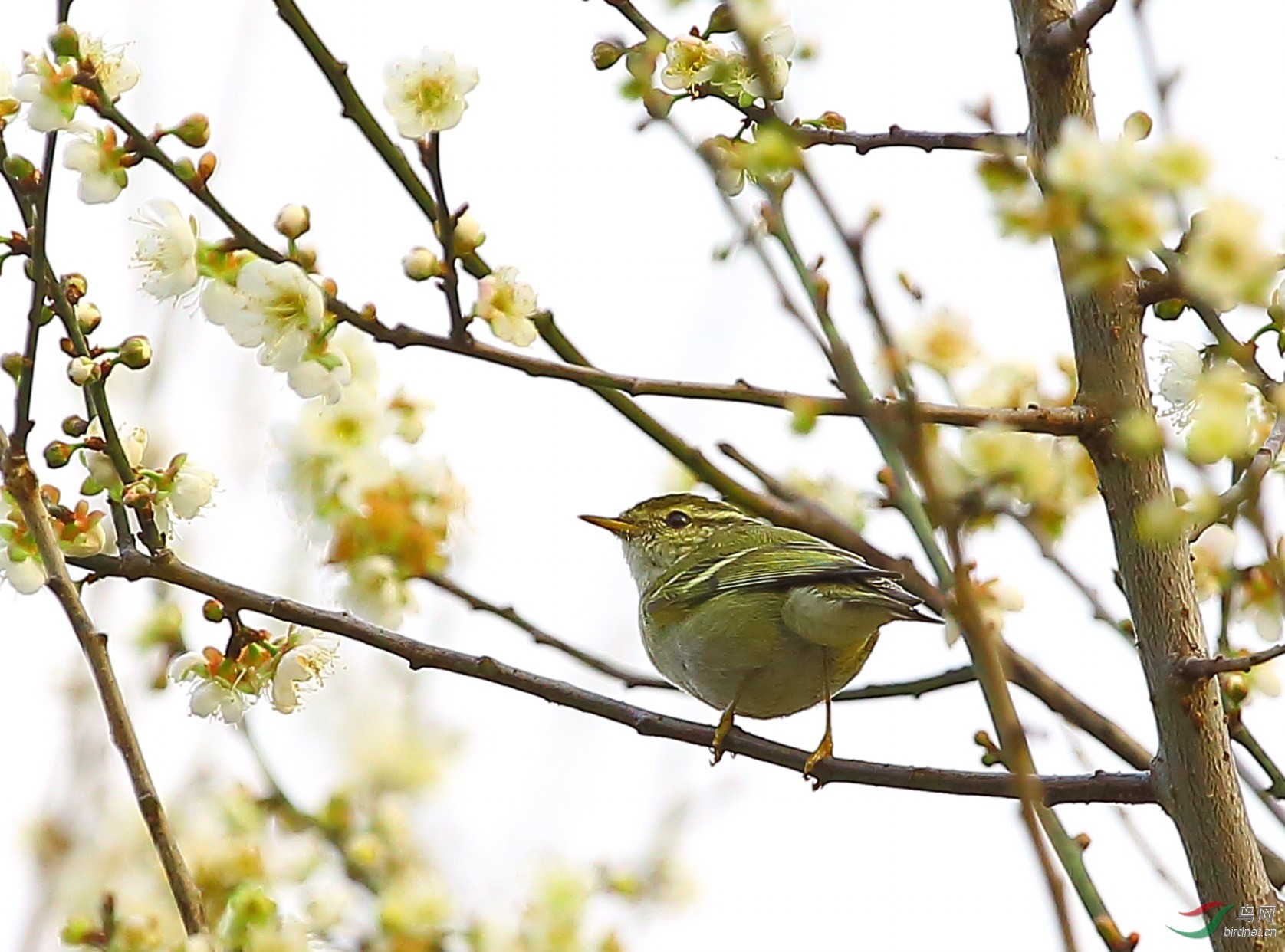 白梅正绽放柳莺来赏梅